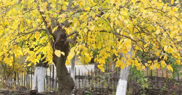 Удобрения для осени для плодовых деревьев